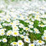 100 Pics Nature Answers Level 3