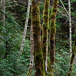 100 Pics Nature Answers Level 30