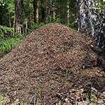 100 Pics Nature Answers Level 31