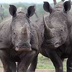100 Pics Nature Answers Level 35