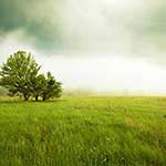 100 Pics Nature Answers Level 38