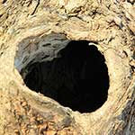 100 Pics Nature Answers Level 41