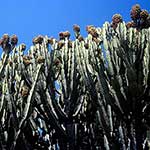 100 Pics Nature Answers Level 42