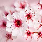 100 Pics Nature Answers Level 46