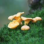 100 Pics Nature Answers Level 48