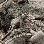 100 Pics Nature Answers Level 50