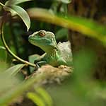 100 Pics Nature Answers Level 53