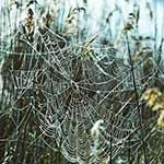 100 Pics Nature Answers Level 55