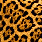 100 Pics Nature Answers Level 6