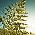 100 Pics Nature Answers Level 64