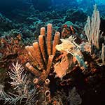 100 Pics Nature Answers Level 65