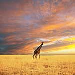 100 Pics Nature Answers Level 69
