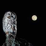 100 Pics Nature Answers Level 80