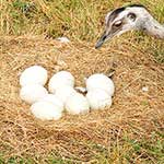 100 Pics Nature Answers Level 84