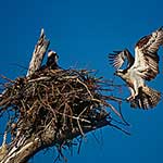 100 Pics Nature Answers Level 93