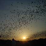 100 Pics Nature Answers Level 99