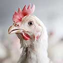 100 Pics On The Farm Answers Level 19