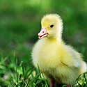 100 Pics On The Farm Answers Level 23