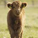 100 Pics On The Farm Answers Level 27