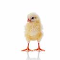 100 Pics On The Farm Answers Level 28