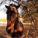 100 Pics On The Farm Answers Level 29