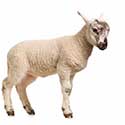 100 Pics On The Farm Answers Level 3