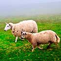 100 Pics On The Farm Answers Level 30