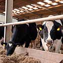 100 Pics On The Farm Answers Level 36