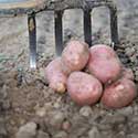 100 Pics On The Farm Answers Level 42