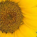 100 Pics On The Farm Answers Level 49