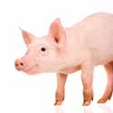 100 Pics On The Farm Answers Level 5