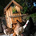 100 Pics On The Farm Answers Level 71