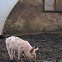 100 Pics On The Farm Answers Level 74