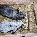 100 Pics On The Farm Answers Level 78
