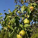 100 Pics On The Farm Answers Level 90
