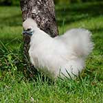 100 Pics On The Farm Answers Level 96