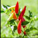 100 Pics Plants Answers Level 2