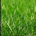 100 Pics Plants Answers Level 3