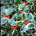 100 Pics Plants Answers Level 4