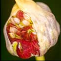 100 Pics Plants Answers Level 5