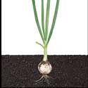 100 Pics Plants Answers Level 6