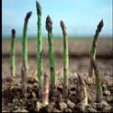 100 Pics Plants Answers Level 7