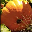 100 Pics Plants Answers Level 10