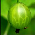 100 Pics Plants Answers Level 12