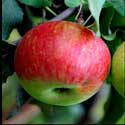 100 Pics Plants Answers Level 15