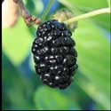 100 Pics Plants Answers Level 16