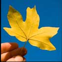 100 Pics Plants Answers Level 17
