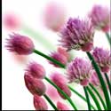 100 Pics Plants Answers Level 19