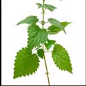 100 Pics Plants Answers Level 22