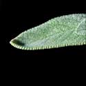 100 Pics Plants Answers Level 23